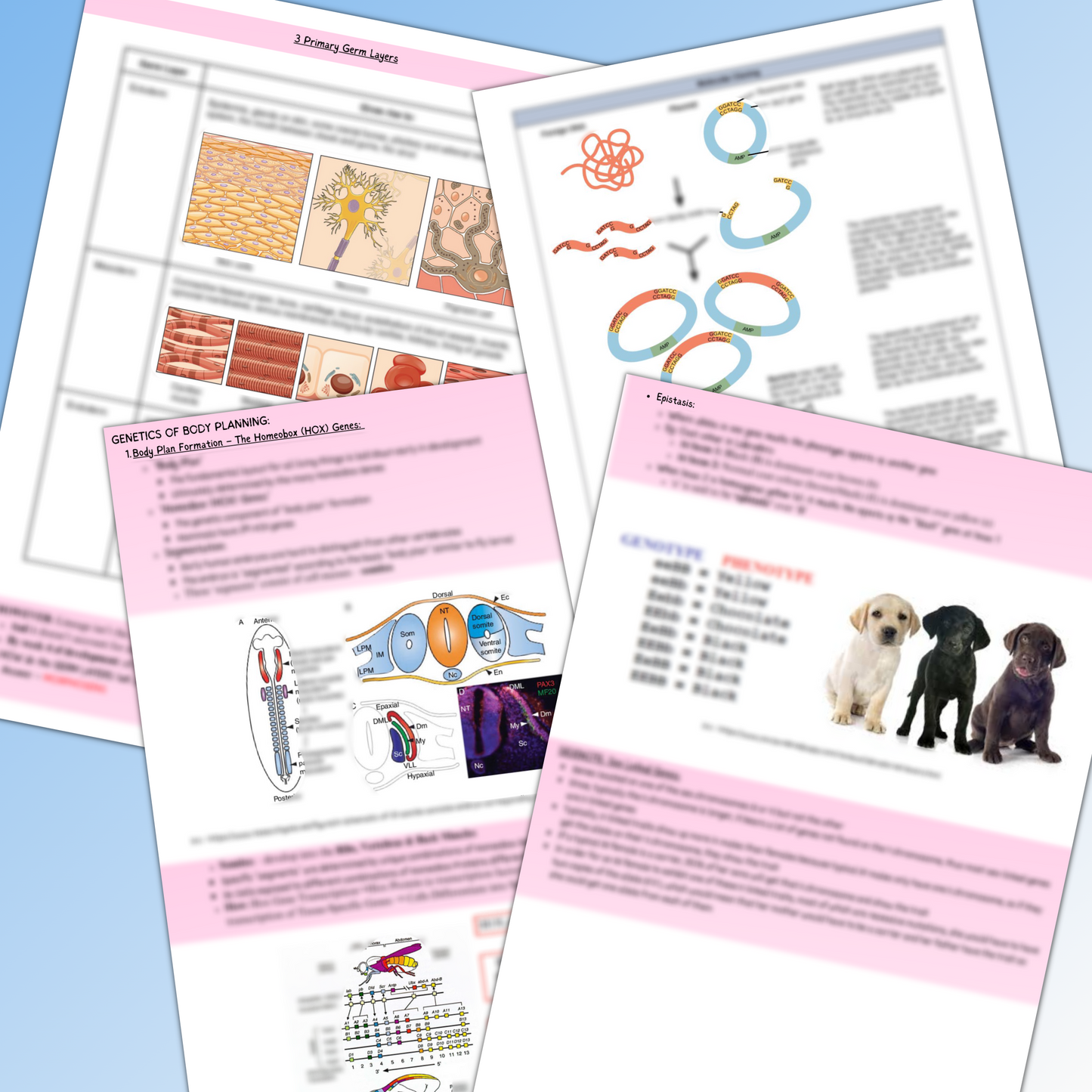 Genetics and cancer|207 pages|23 topics