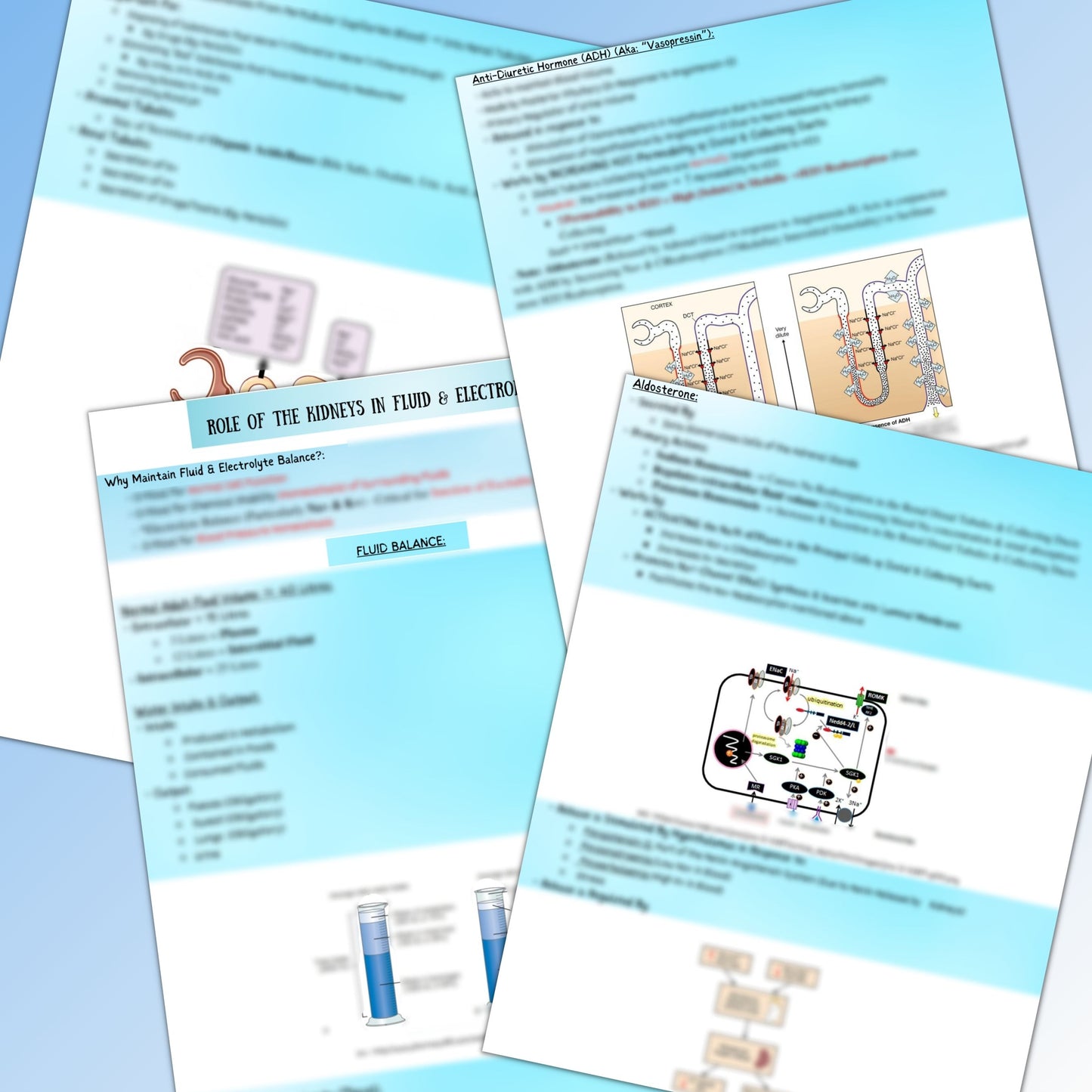 Urinary /Renal System| 131 pages | 22 topics