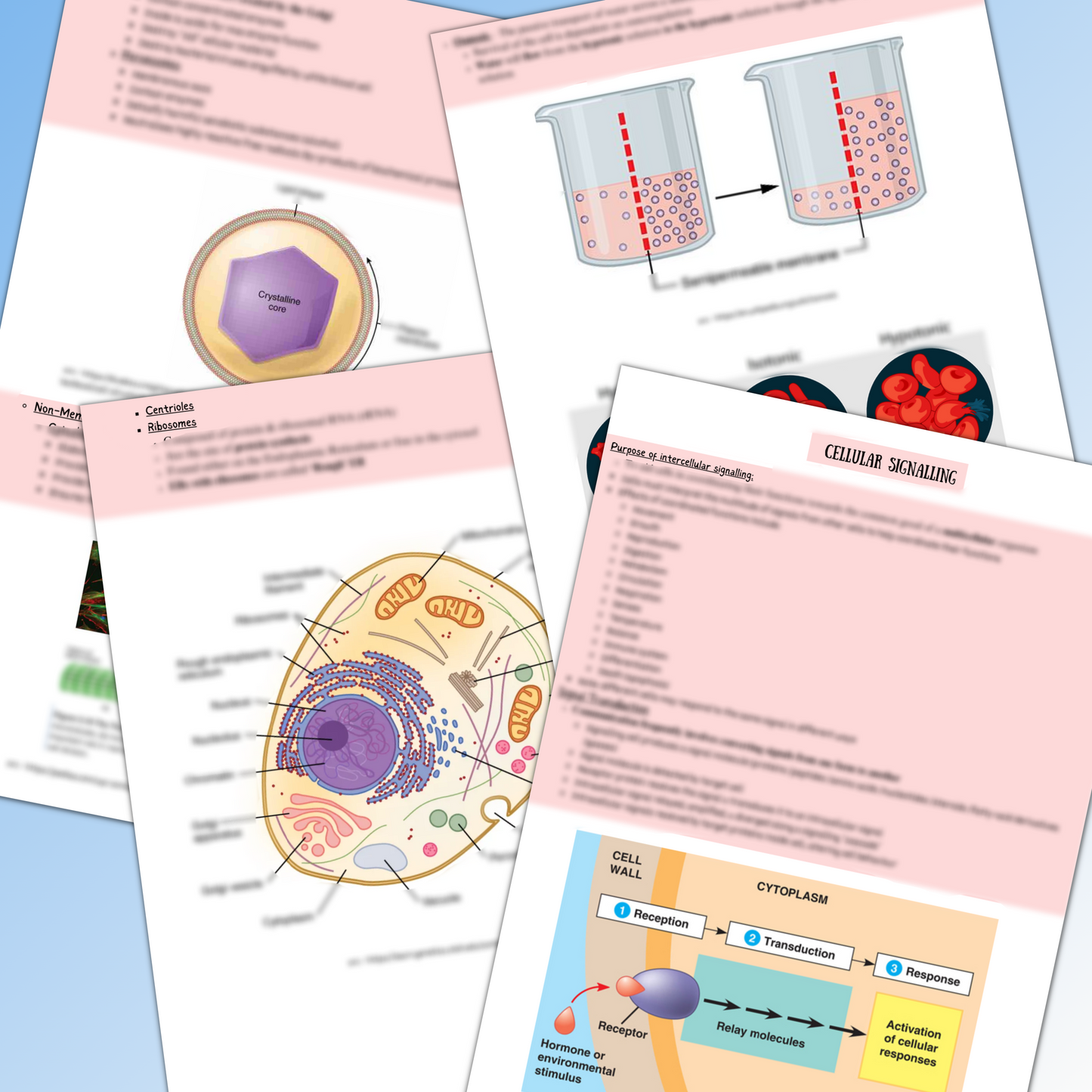 Cell Biology And Biochemistry|144 Pages|16 Topics