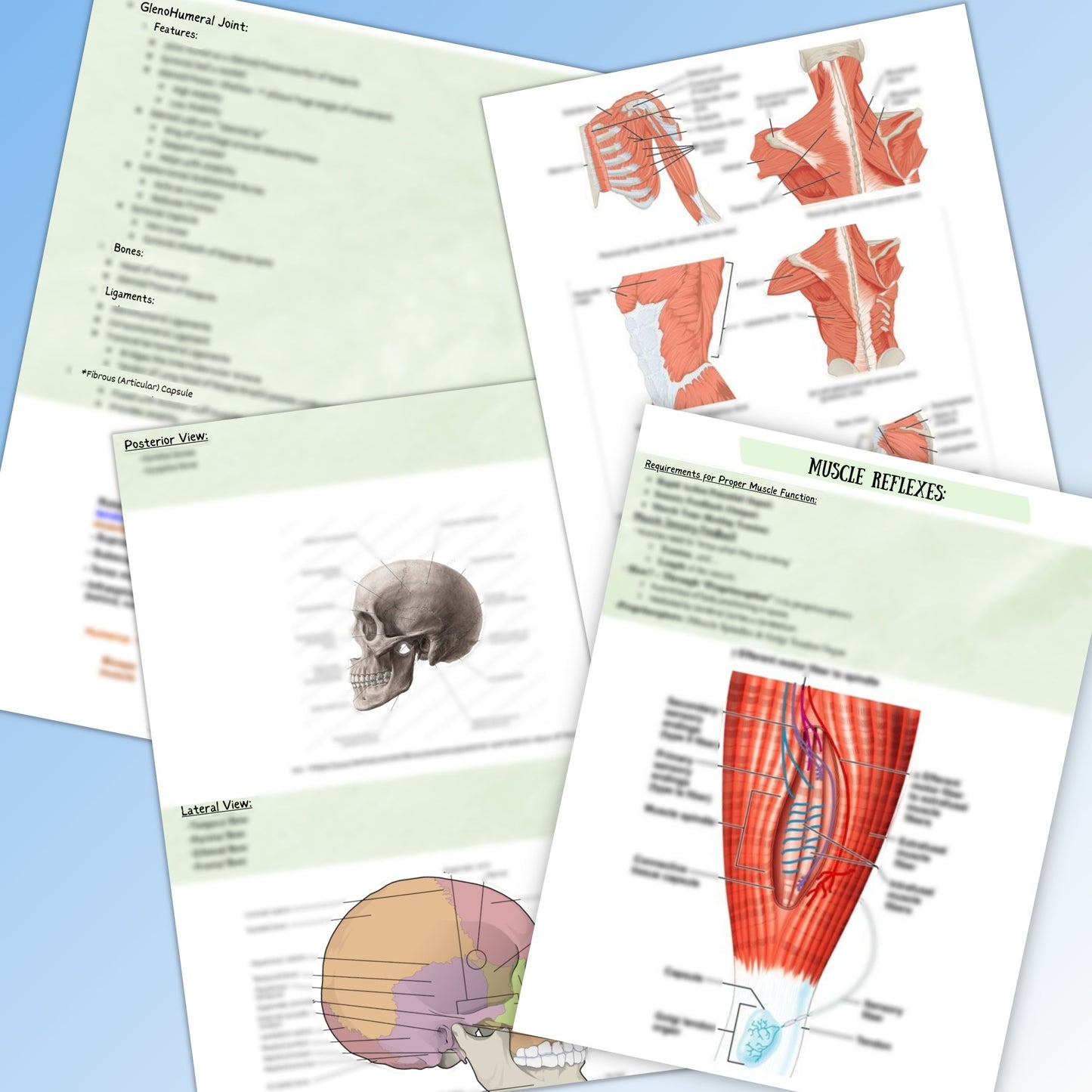 Musculoskeletal System| 200 Pages| 18 Topics