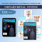 Urinary /Renal System| 131 pages | 22 topics